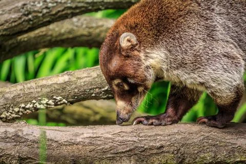Coati Stock Photos