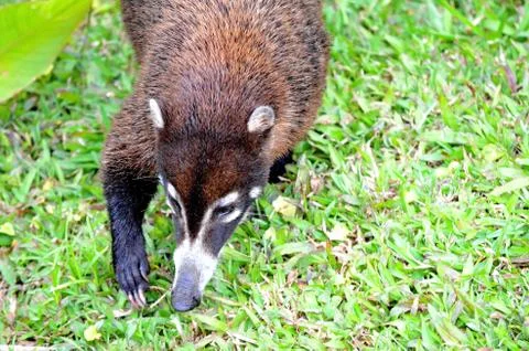 Coati Stock Photos