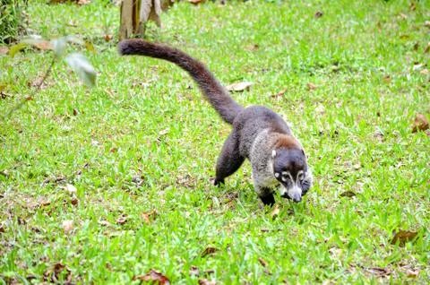 Coati Stock Photos