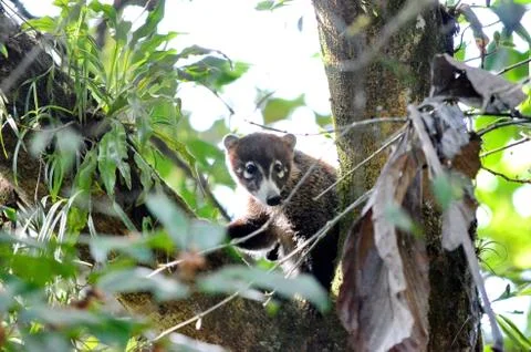 Coati Stock Photos