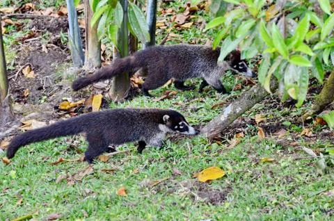 Coati Foto stock