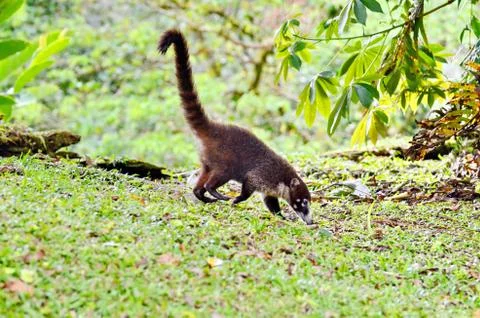 Coati Foto stock