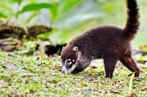Coati Stock Photos