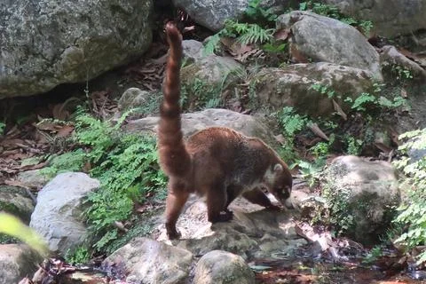 Coati Stock Photos