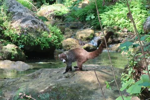 Coati Stock Photos