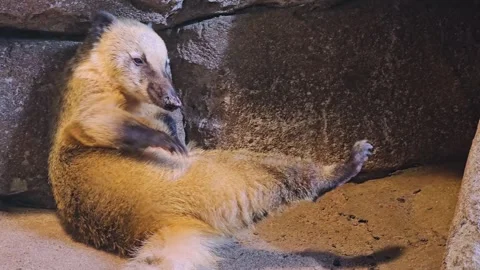 Coati scratching an itch Stock Footage 261433971