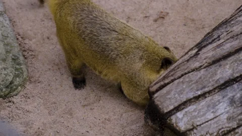 Coati sniffing  Stock Footage 241011812