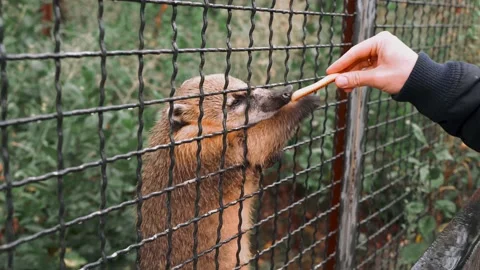 Coati takes a cookie from a man's hand through the bars at the zoo Stock Footage 160924297