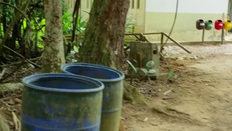 Coati in trash can in forest Stock-Footage 72085545