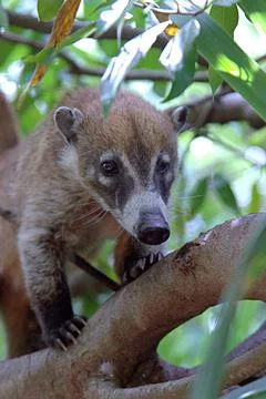A coati in a tree Stock Photos