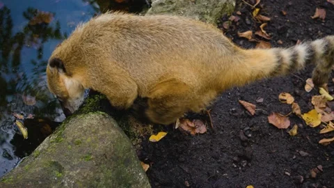 Coati walking around Stock Footage 224568956