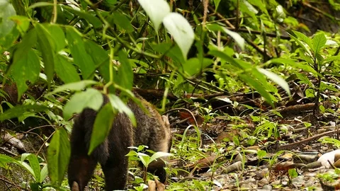 Coati walking away along side of trail in humid Panama forest Stock Footage 123552892