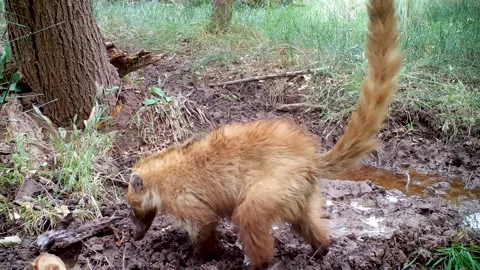 Coatimundi Digs in the Mud for Insects Stock-Footage 237420719