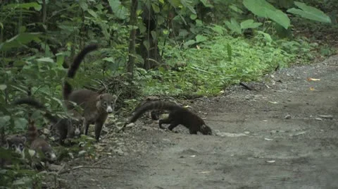 Coatimundi Stock Footage 9353596