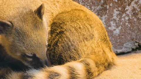 Coatimundi resting Stock Footage 119450904
