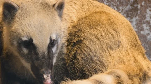 Coatimundi resting Stock Footage 119451354