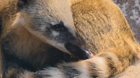 Coatimundi resting Stock Footage 119451365