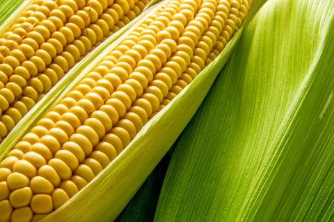 Cob background Foto stock