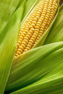Cob between leaves Stock Photos