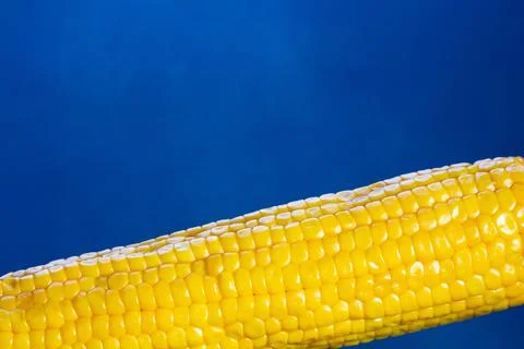 Cob of boiled corn on a blue background Stock Photos