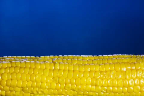 Cob of boiled corn on a blue background Stock Photos