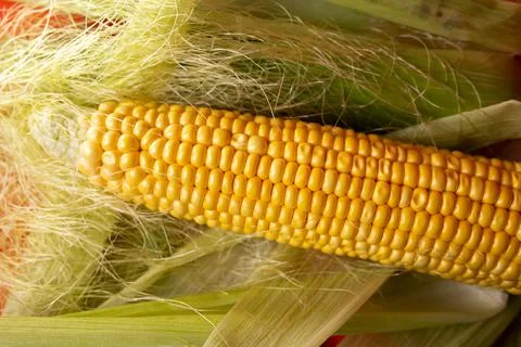 Cob corn on the leaves on a red background view from above. Stock Photos