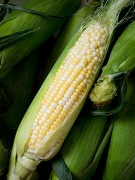 Cob of corn Stock Photos