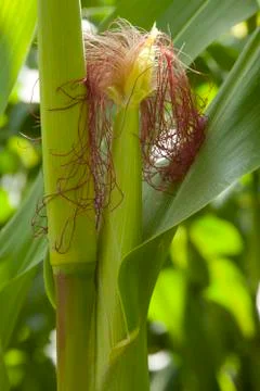 Cob of corn Stock Photos