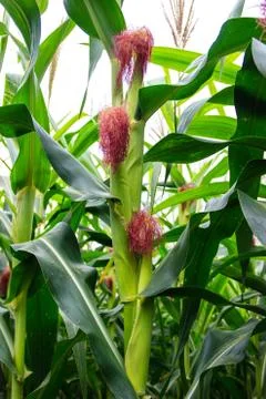 Cob of corn Stock Photos