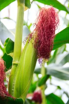 Cob of corn Stock Photos