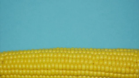Cob of corn rolls down from the top on blue background. Stop motion animation Stock-Footage 113100401