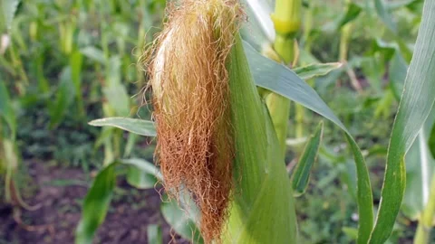 A cob of corn on the stem close-up. The concept of agriculture and harvest Stock Footage 158690449