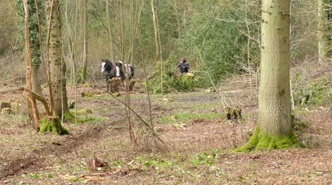 Cob horses at work Stock Footage 61050756