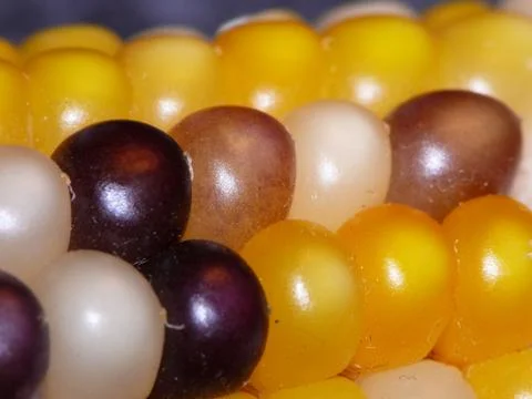 Cob Of  Indian Corn Stock Photos