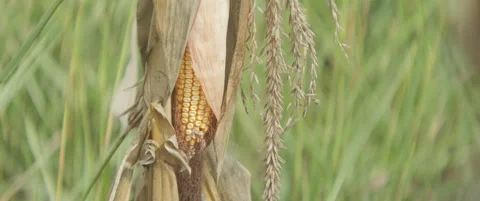 Cob of maize plant upside-down in the field anamorphic 5.7K video Stock Footage 321858503