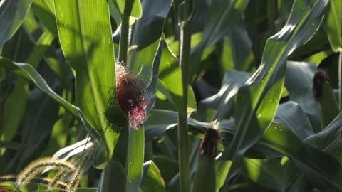 Cob moves in the field Stock Footage 116502084