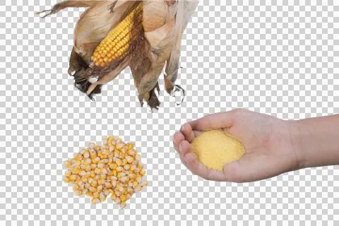 Cob with some corn seeds Stock Photos