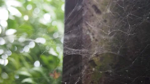 Cob Web Resting on Fence post With Green Tree Video stock 251253548
