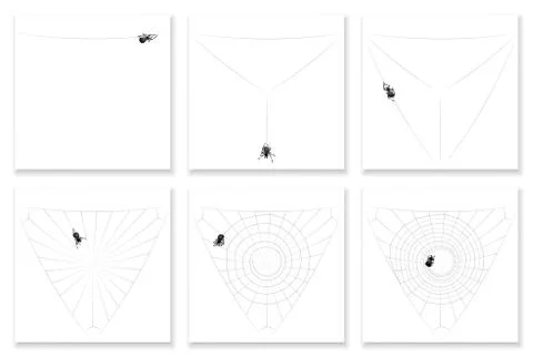 Cob Web Spider Spinning Orb Web Illustrazione stock