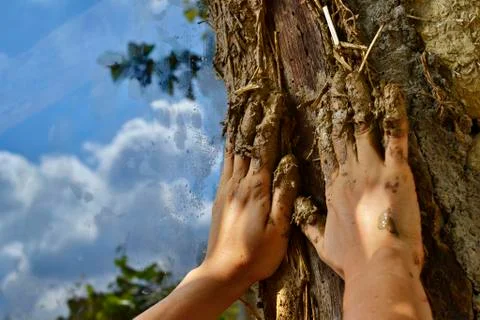 Cob work Stock Photos