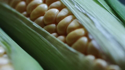 Cob of young corn wrapped in green leaves. 動画素材 76943246