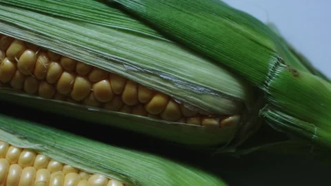 Cob of young corn wrapped in green leaves. Vídeo Stock 76943401