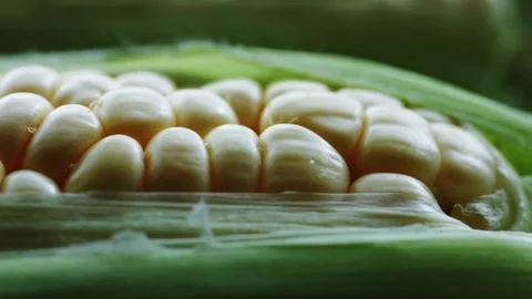 Cob of young corn wrapped in green leaves. Stock Footage 76943585