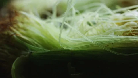 Cob of young corn wrapped in green leaves. Stock Footage 76943713