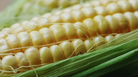 Cob of young corn wrapped in green leaves. 動画素材 76943946