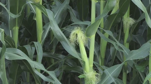 Cob zoom in the middle of a maize field Stock-Footage 112004543