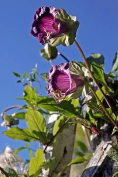 Cobaea flowers Stock Photos