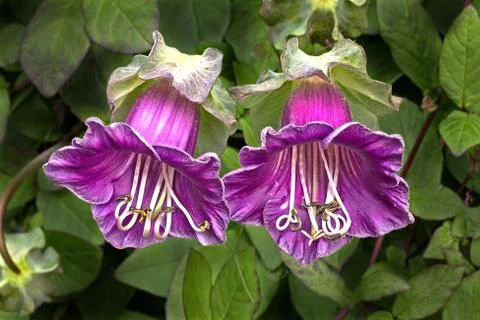 Cobaea flowers Stock Photos