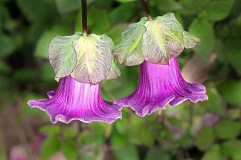 Cobaea flowers Stock Photos