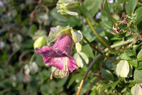 Cobaea flowers Stock Photos